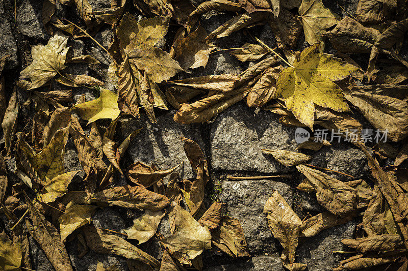 秋天的枯叶铺在鹅卵石人行道上