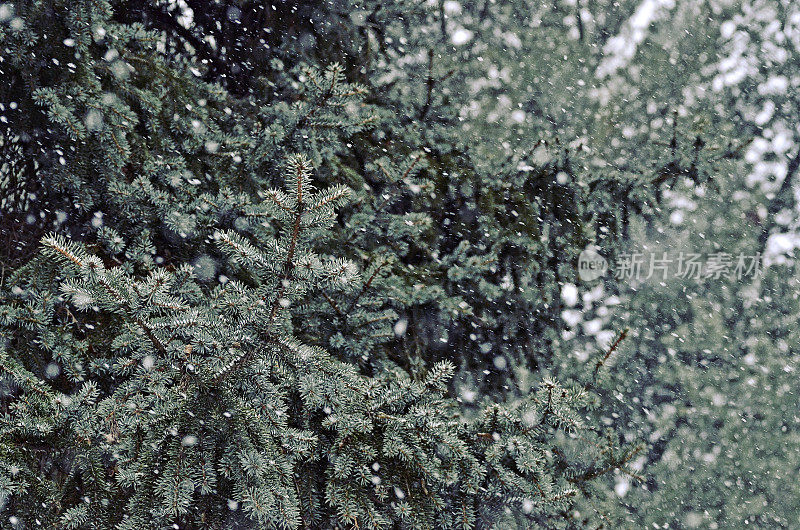 雪花落在松树上