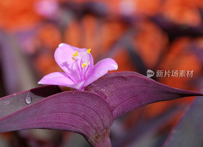 紫色皇后或心形植物