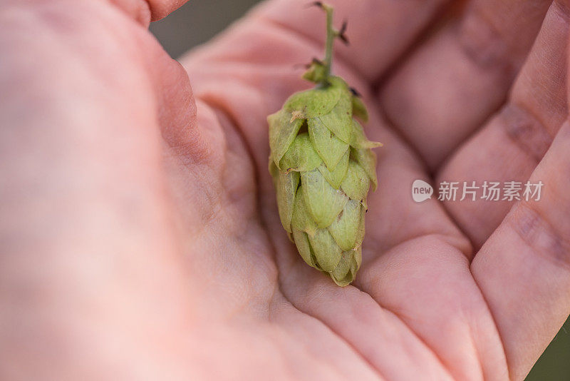 手拿野生啤酒花