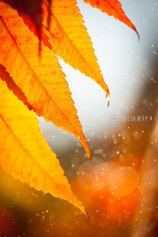 在秋天，雨滴落在树叶上。