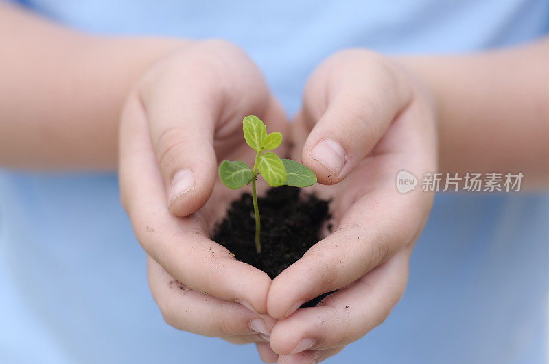 新的开始，孩子的双手捧着泥土用树苗播种