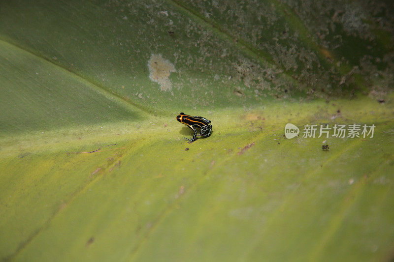 毒箭蛙坐在巴西亚马逊的绿叶上