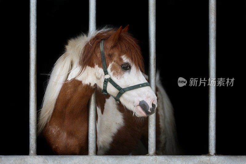 小马在监狱