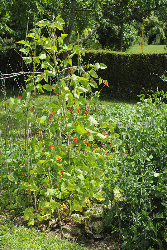 菜园子里的红花菜豆