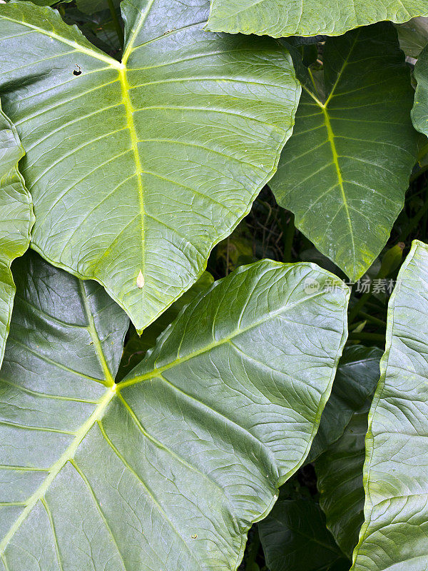 新加坡热带园内种植芋头。