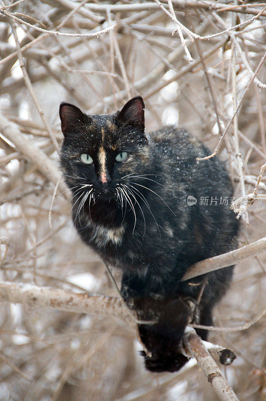 栖息的猫