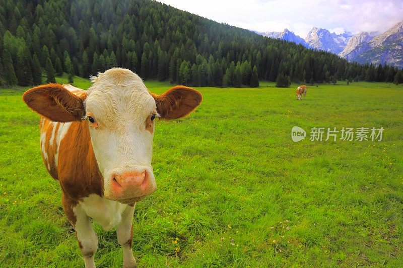 奶牛看着相机-家畜在田园诗般的戏剧性的风景:意大利北部山脉的白云石阿尔卑斯在日出，附近的科尔蒂纳d'Ampezzo