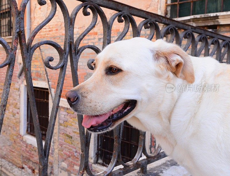 威尼斯的拉布拉多犬