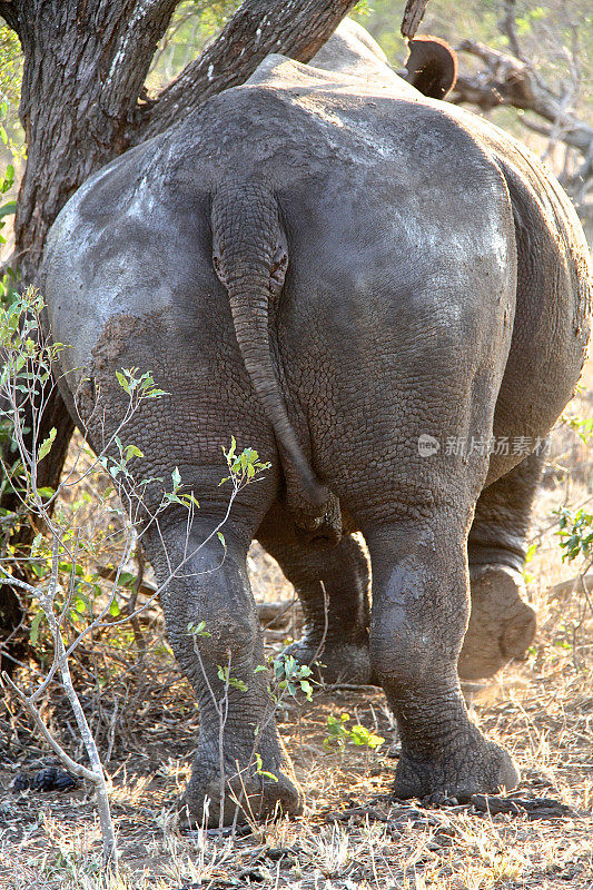 大象的屁股