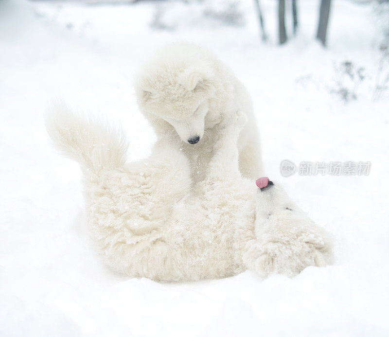 两只小狗萨摩耶狗在雪中玩耍