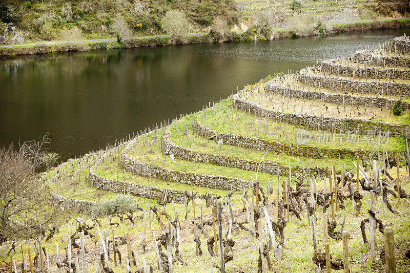 加利西亚的里贝拉萨克拉河畔Miño的梯田葡萄园。