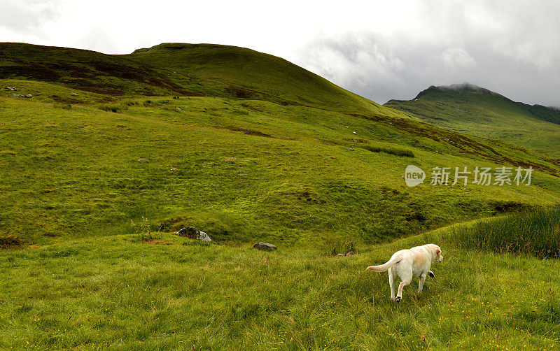 拉布拉多寻回犬