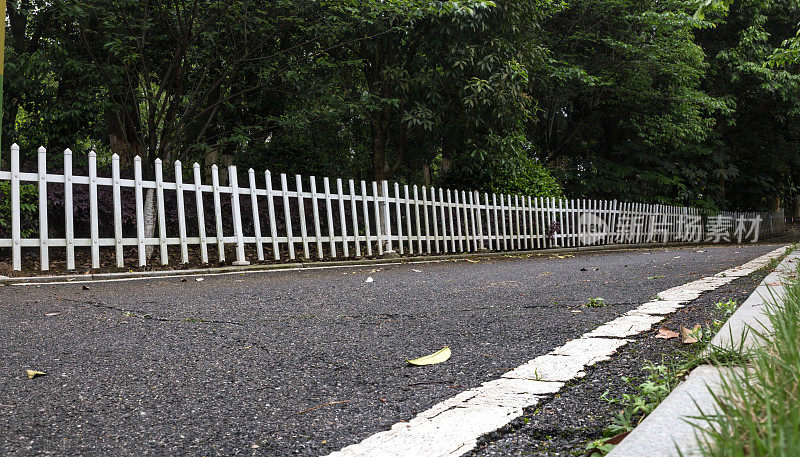 柏油路和树木