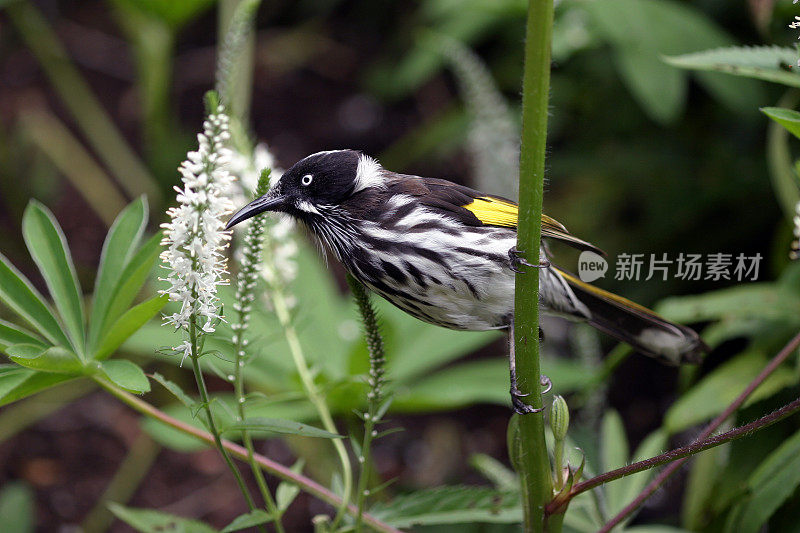 新荷兰食蜜者