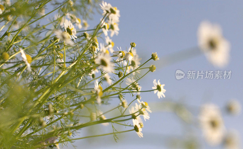 洋甘菊花卉