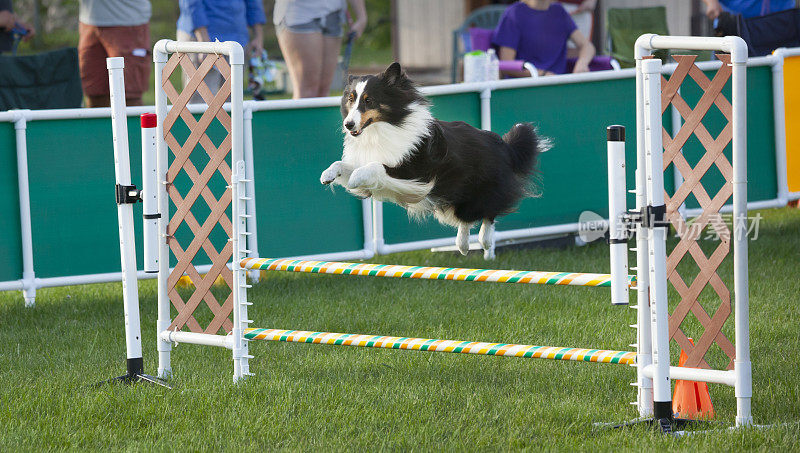 在敏捷性比赛中，运动狗跳过障碍。
