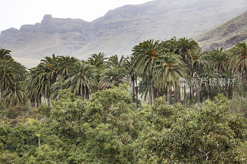 大加纳利岛南部的棕榈树景观
