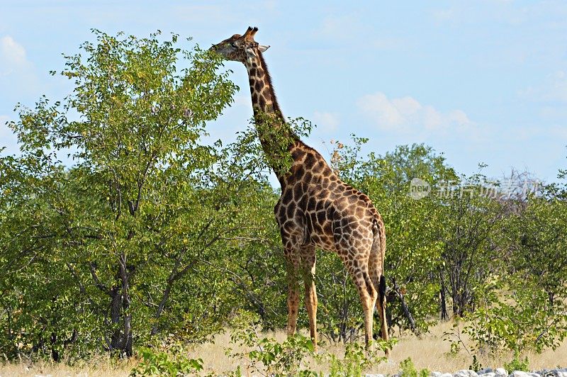 纳米比亚埃托沙国家公园里美丽的长颈鹿