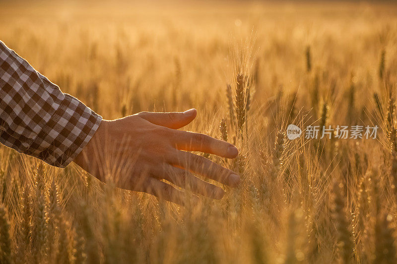 一位农学家在麦田里触摸金色的小穗。