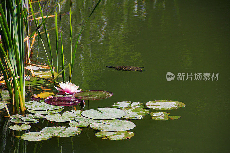 一只乌龟在盛开的睡莲之间的绿色湖里游泳