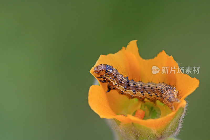 蝴蝶幼虫在黄色的花，特写照片