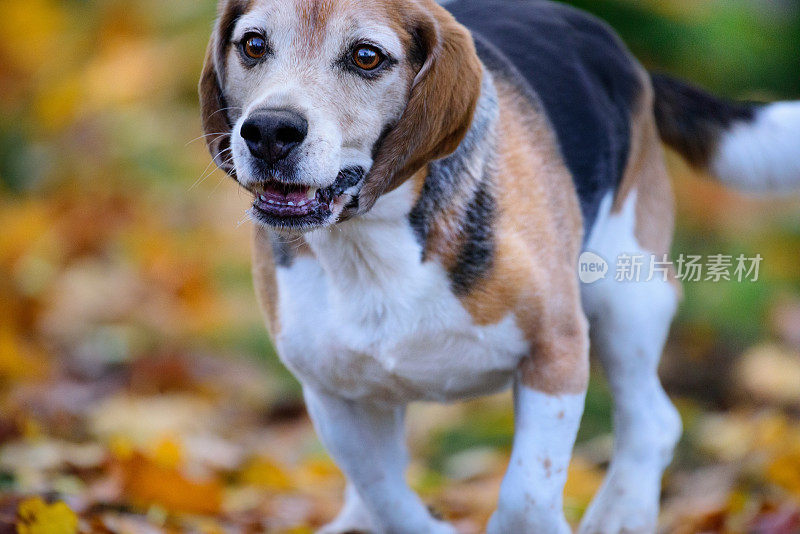 快乐的小猎犬在秋天的公园里奔跑