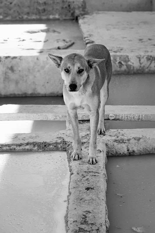 摩洛哥麦地那皮革厂的狗