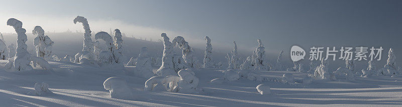 白雪皑皑的冬日森林中弥漫着薄雾