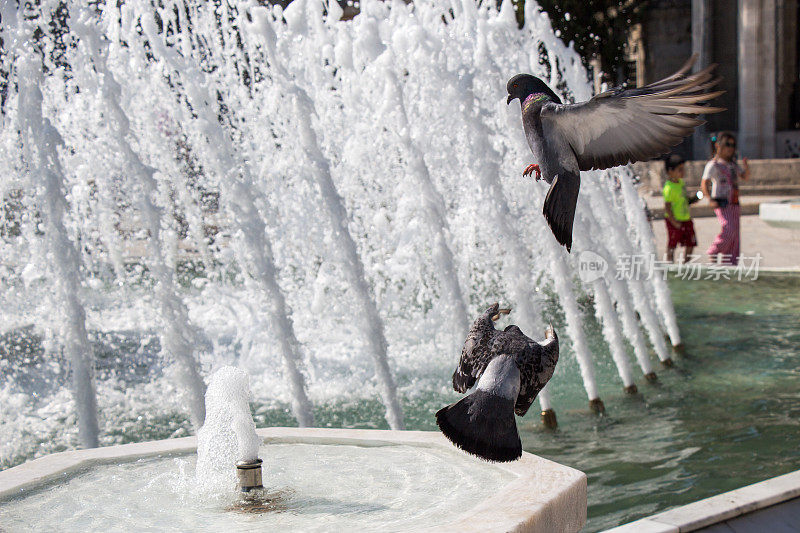 喷泉边的城市鸽子