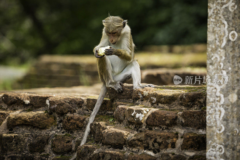 无边女帽的猕猴