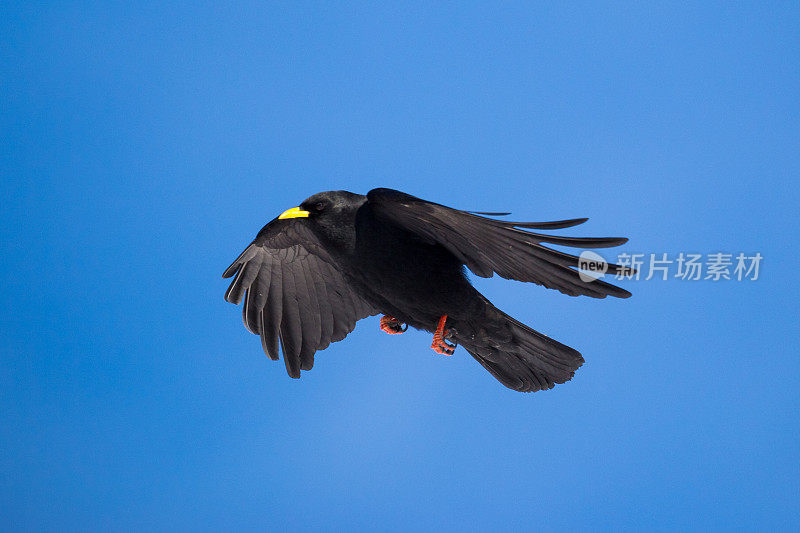 长着黄色喙的欧亚黑鸟在湛蓝的天空中飞翔