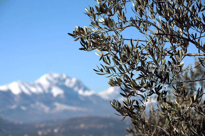 橄榄树与山脉