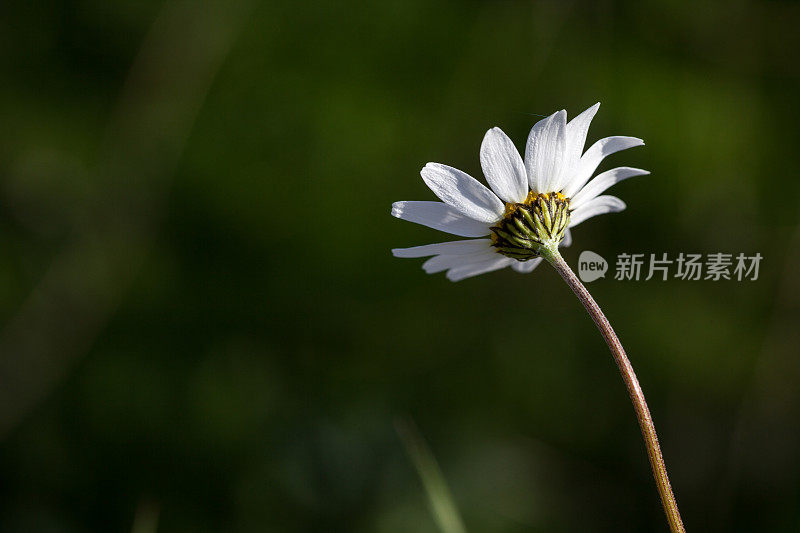 自然界中一朵雏菊花