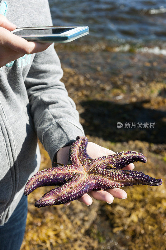 女孩用智能手机拍下了一只紫色的海星