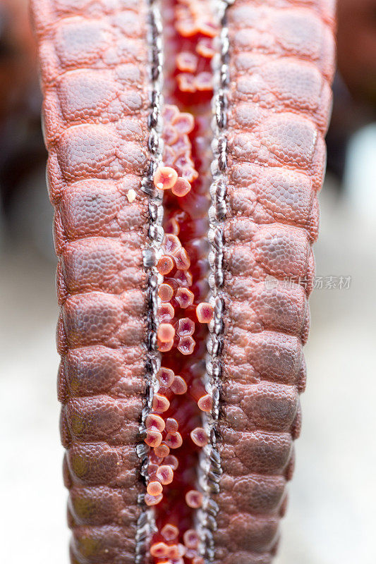 管足是棘皮动物口腔表面的小的活跃的管状突出物，无论是海星的手臂。