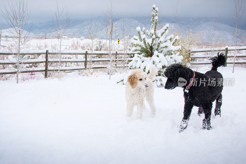 两只标准贵宾犬在雪地里玩耍