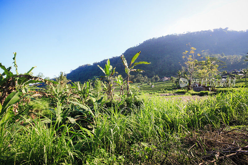 巴厘岛的稻田