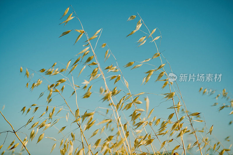 野草对着天空