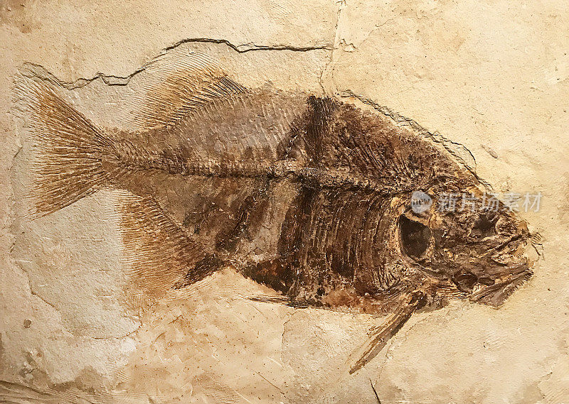 法雷奥杜斯恩考斯特化石鱼