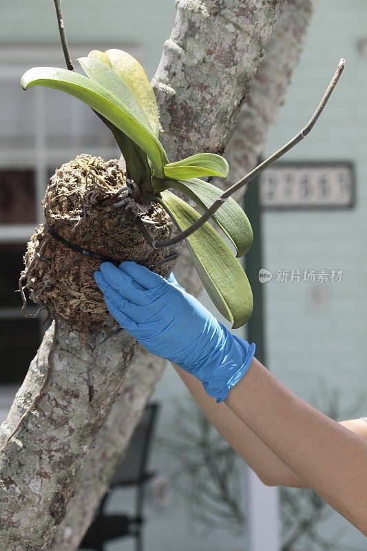 兰花种植在树上。园丁。