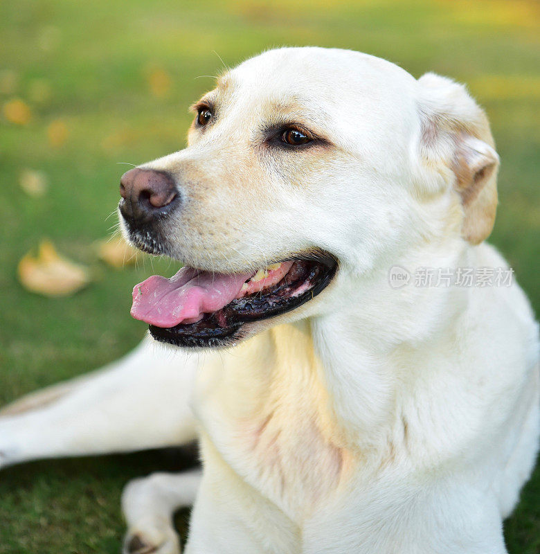 玩得开心的拉布拉多寻回犬