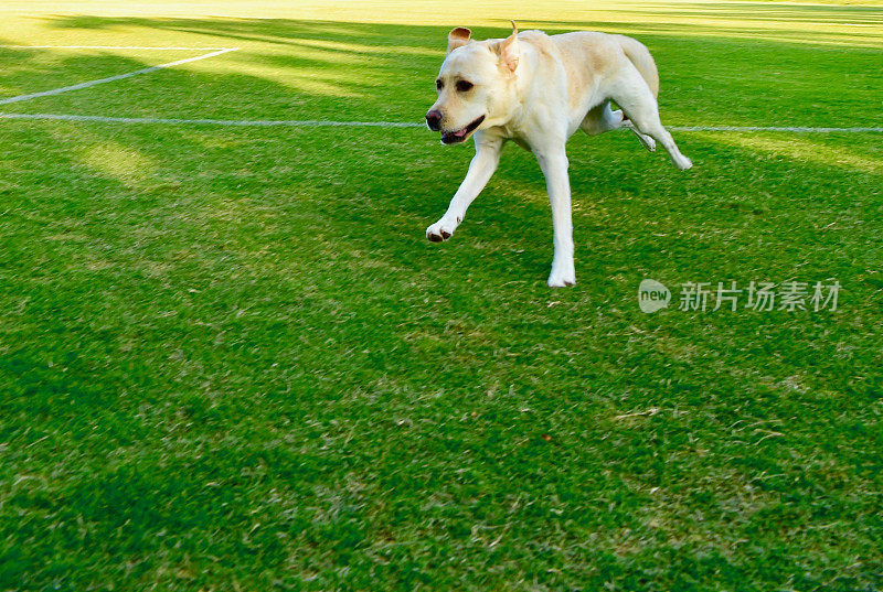 玩得开心的拉布拉多寻回犬