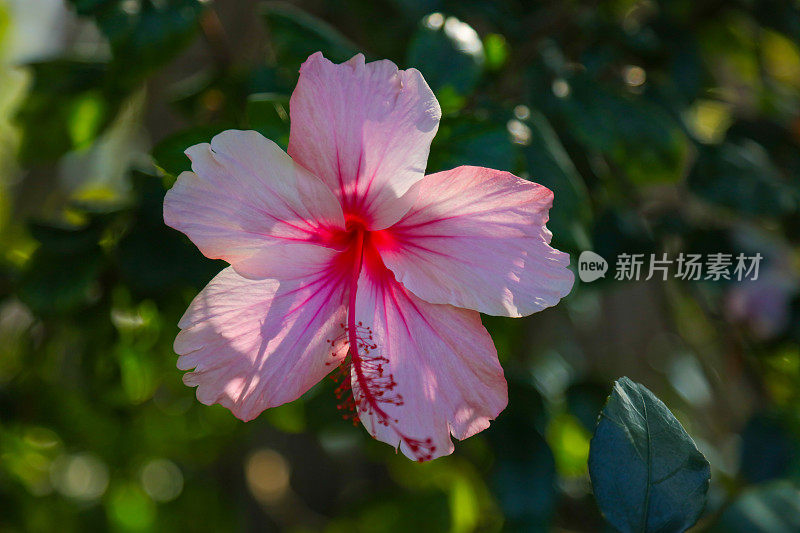 夏威夷粉色的芙蓉