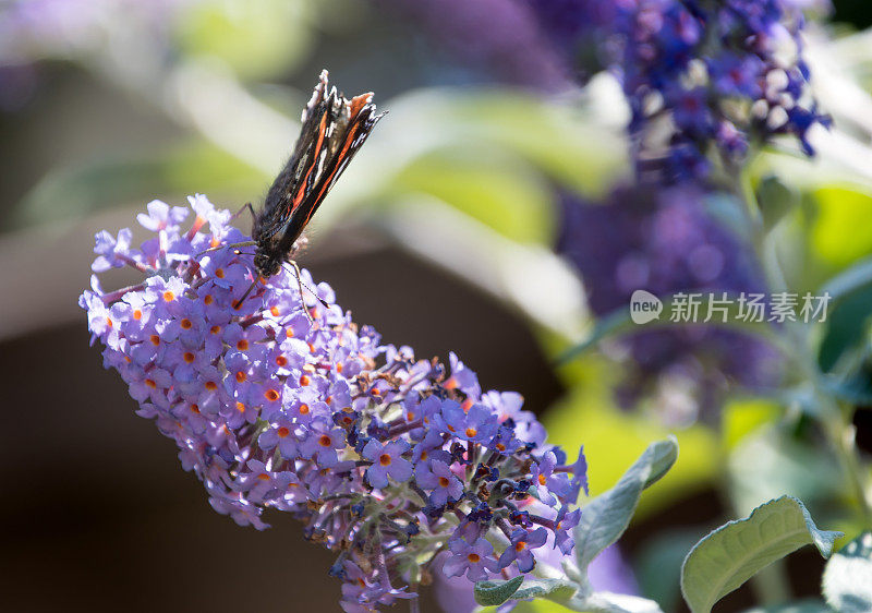 红上将蝶在紫海醉花上