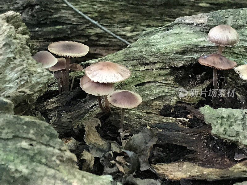 野蘑菇长在腐烂的树干上