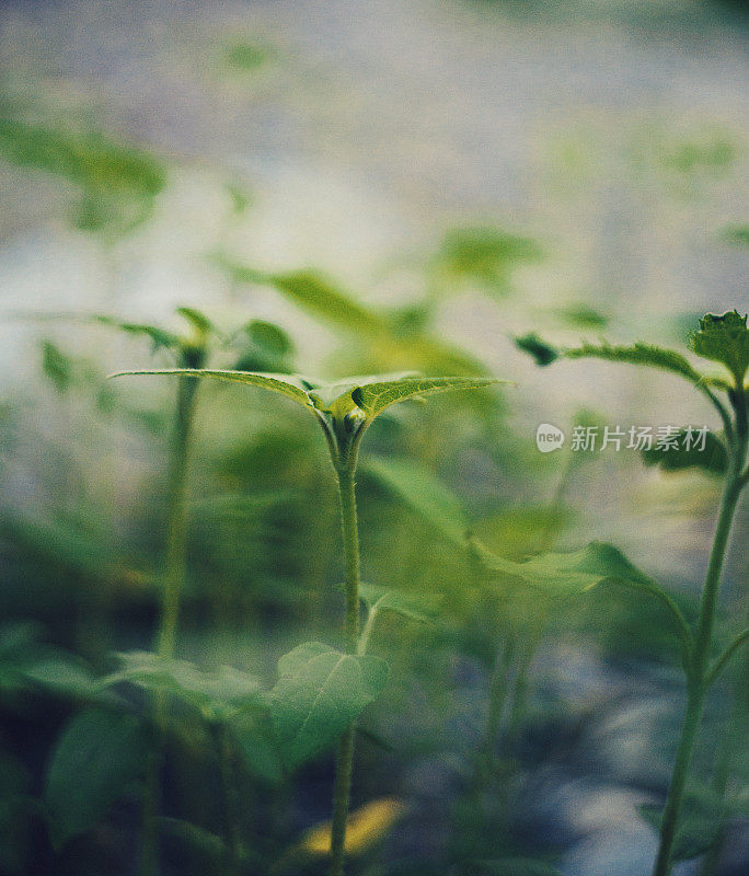 秋天自然背景的绿色色调与向日葵植物