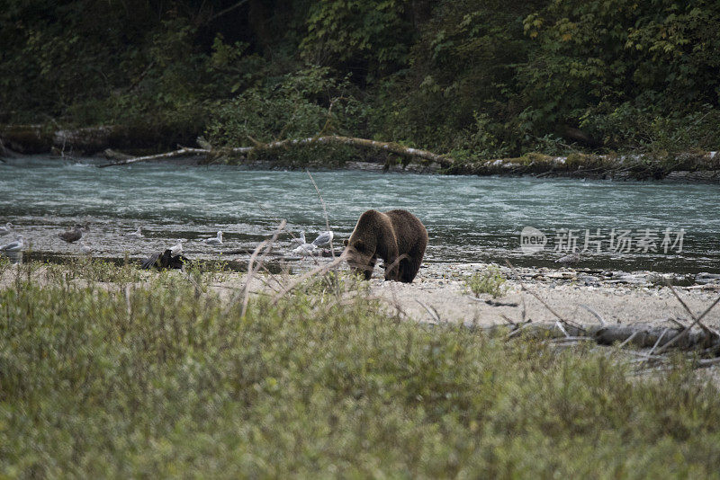 大马哈鱼洄游期间的灰熊