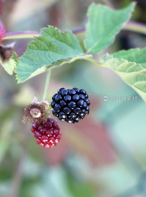 成熟和未成熟的黑莓在灌木上有选择性的焦点。一些黑莓。贝瑞背景