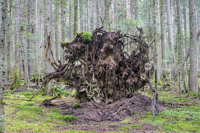 森林中的朽木